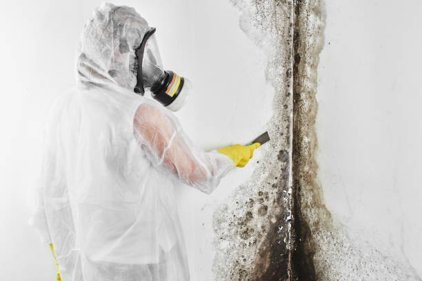 Best Black Mold Removal  in Carolina Forest, SC