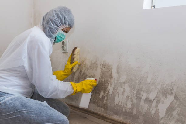 Best Attic Mold Removal  in Carolina Forest, SC