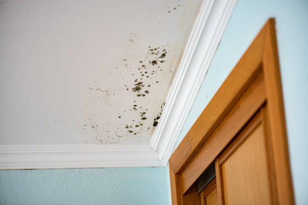 Best Emergency Mold Removal  in Carolina Forest, SC