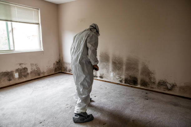 Best Certified Mold Removal  in Carolina Forest, SC
