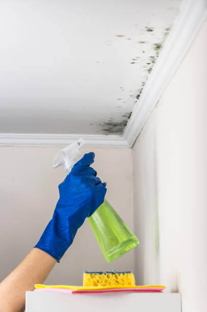 Best Attic Mold Removal  in Carolina Forest, SC