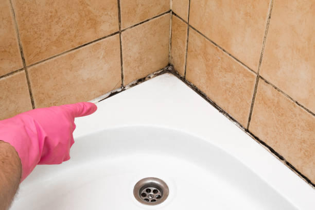 Mold Testing and Removal in Carolina Forest, SC