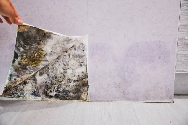 Best Same-Day Mold Removal  in Carolina Forest, SC